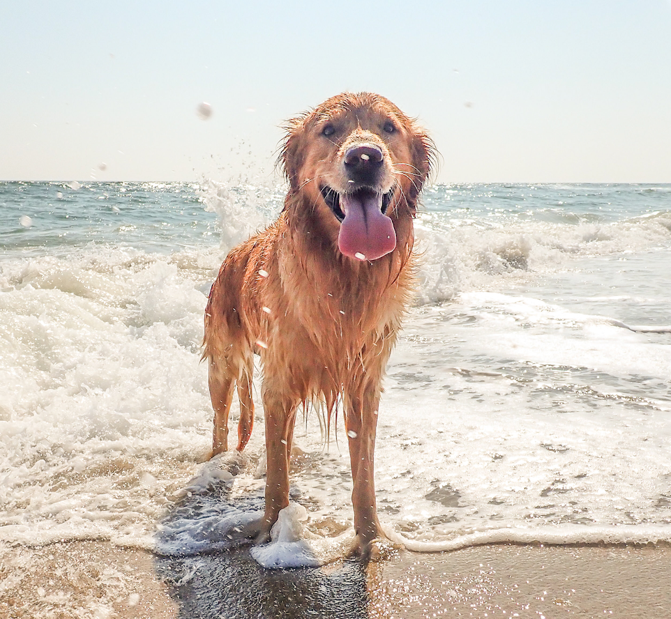 happy dog at beach