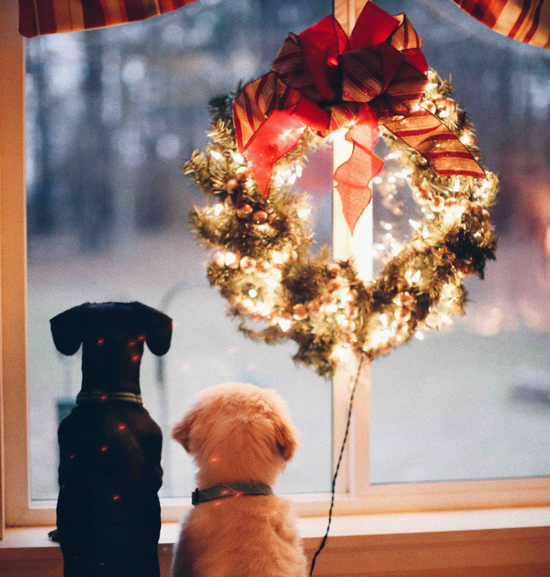 two dogs under a holiday wreath