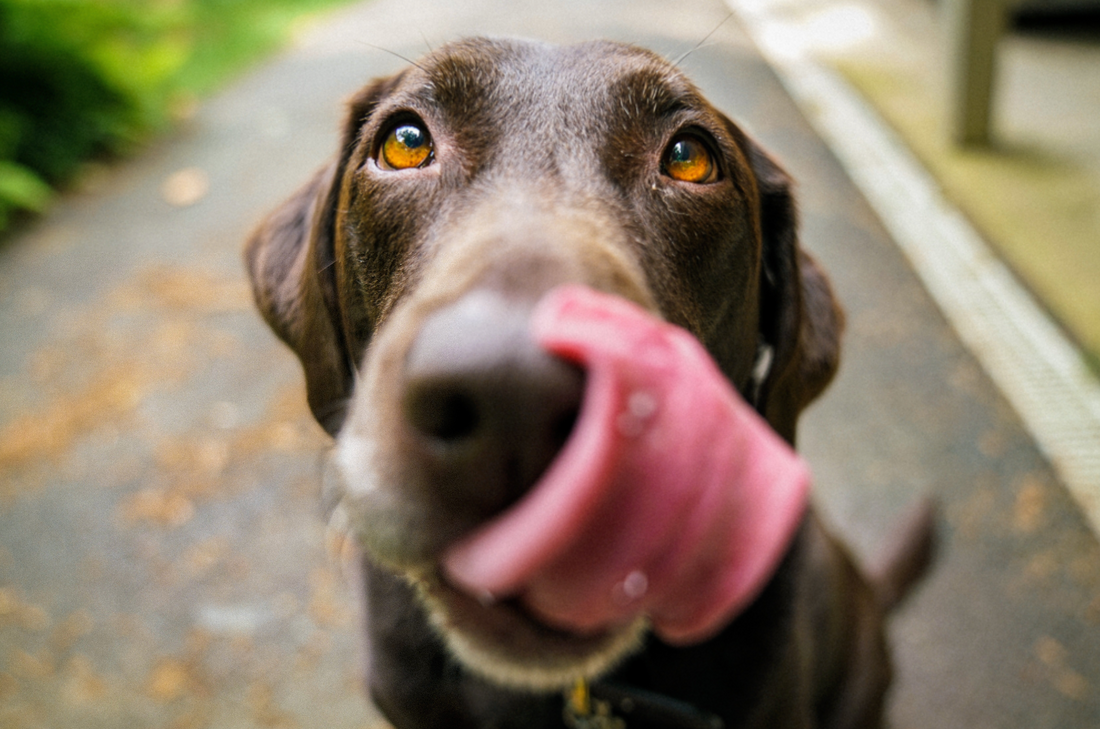 An Introduction to Raw Pet Food