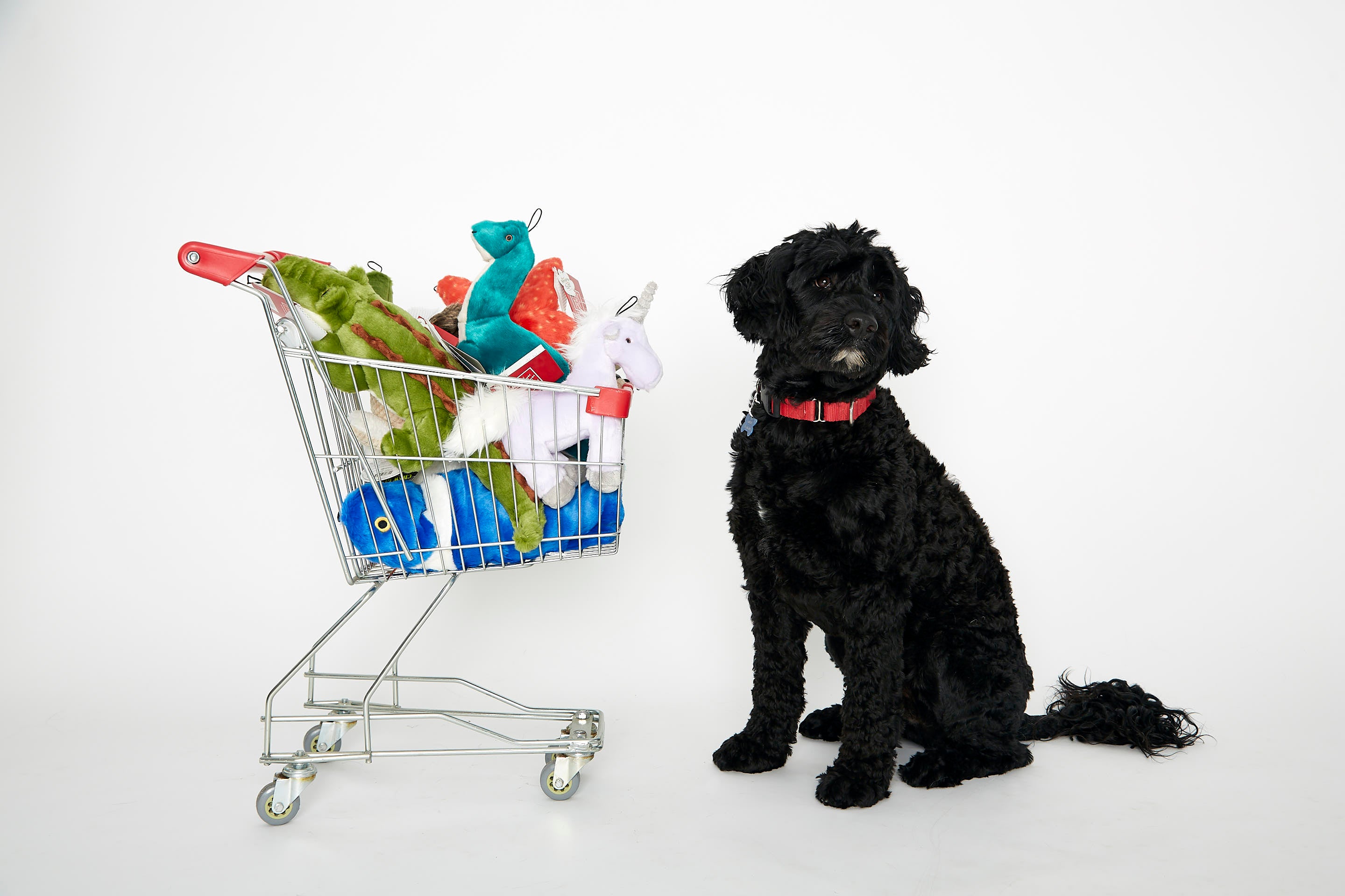 Dog supermarket best sale