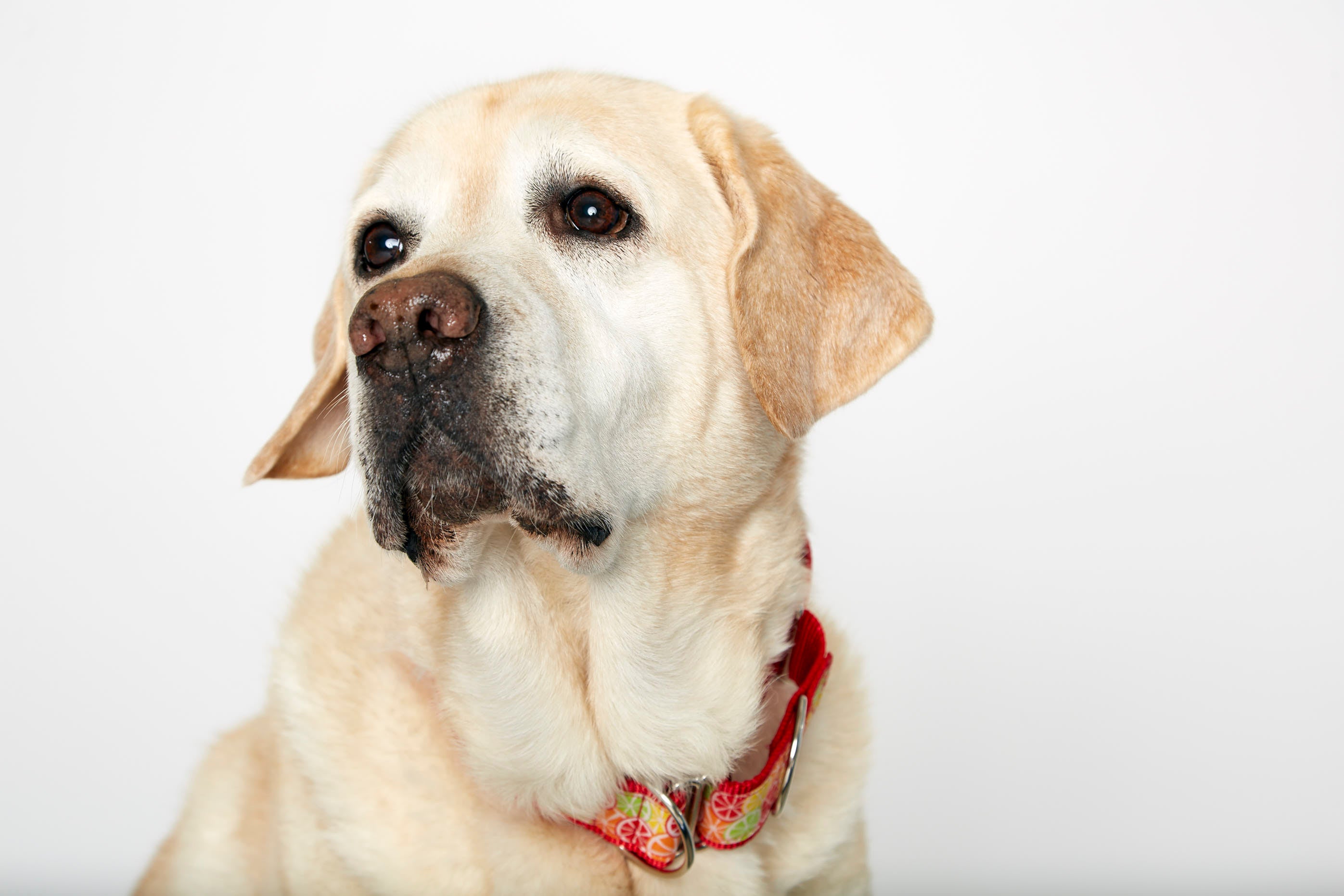 Take me clearance to pet supermarket