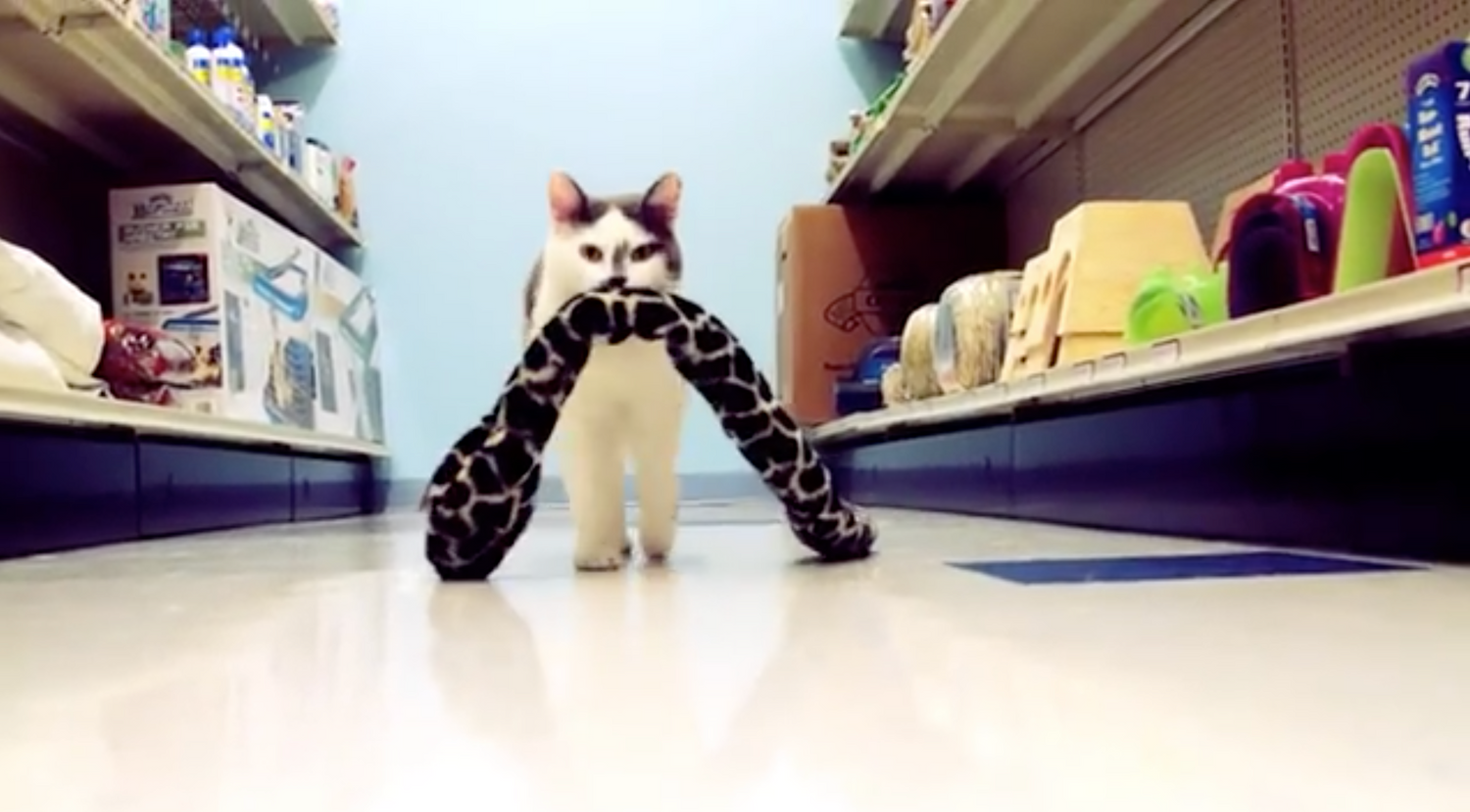 Closest pet 2024 supermarket to me