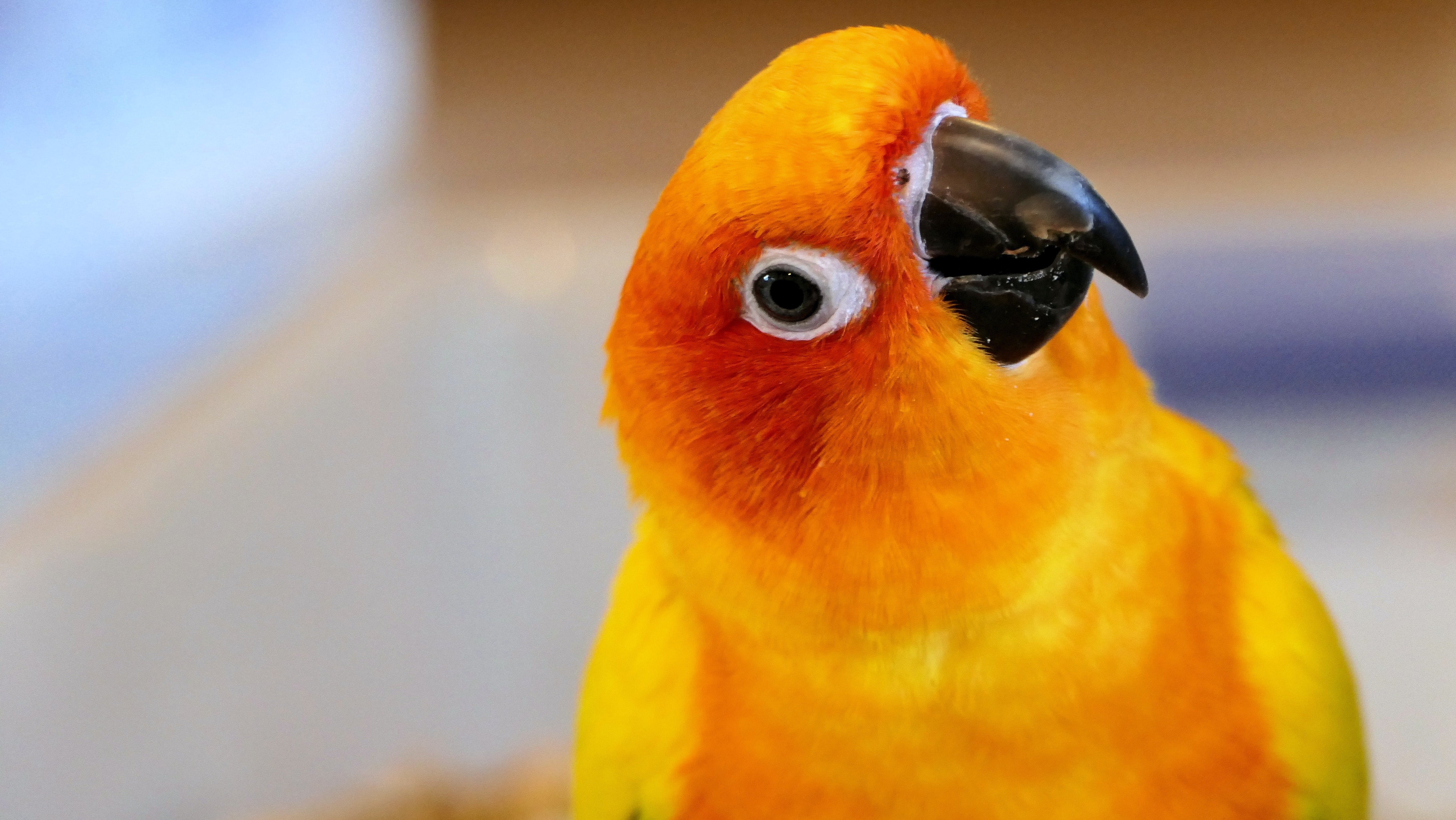 Pet supermarket birds sale